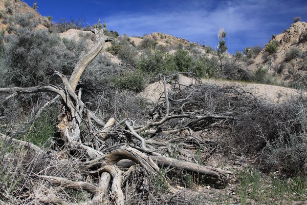 Tangled dead tree branches #1