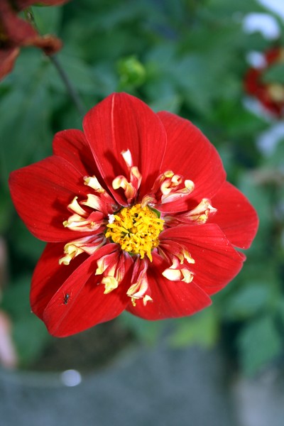 Red and Yellow Flower