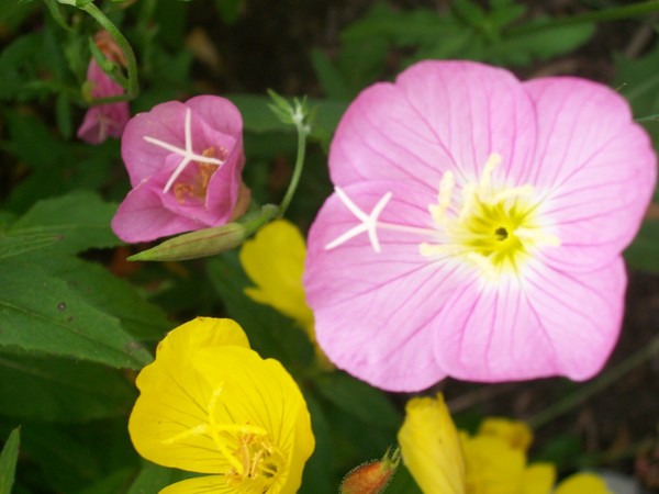 Pink Sundrop with Buttercups