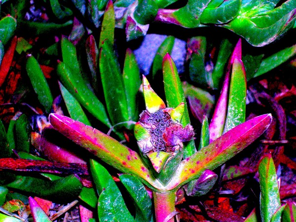 Multi-color ice plant