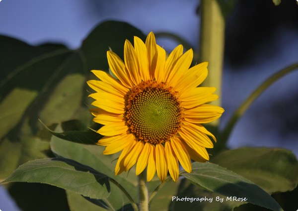 Sunflower