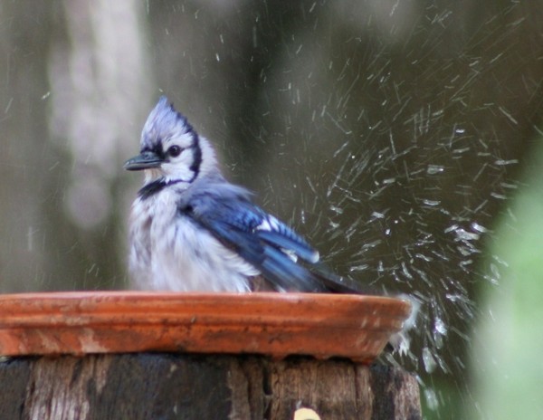 Blue Jay Cooling Off