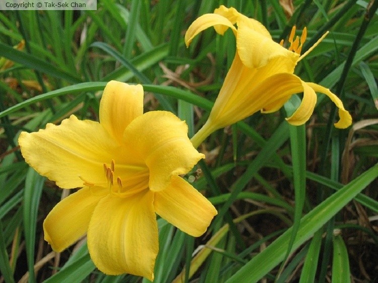 Daylily (Hemerocallis Stella de Oro)