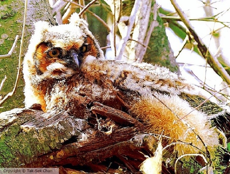 Great Horned Owl (Bubo virginianus), immature, Jamaica Bay, 04-15-2015