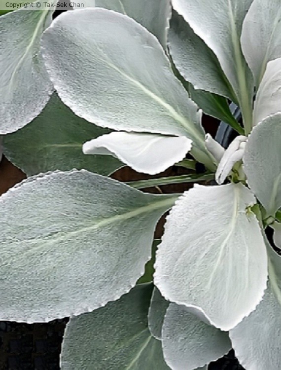 Angel Wings (Senecio candicans) Russell's, Wayland, MA 07-02-2023