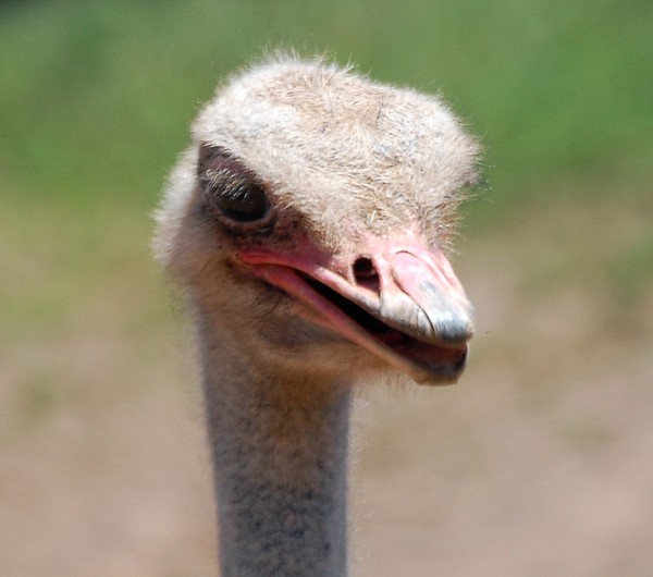 Ostrich