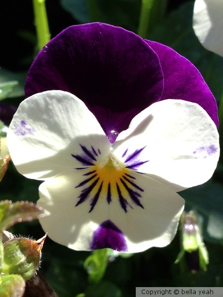 viola holding tiny droplet of water