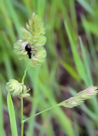 Bug on Hay