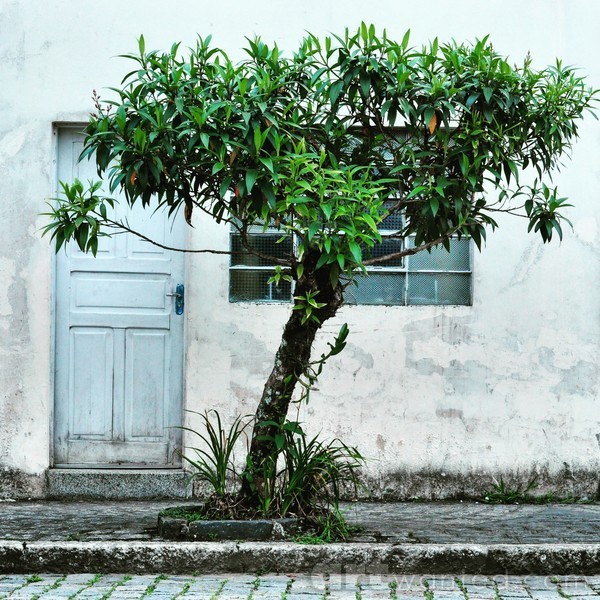 the tree at the sidewalk