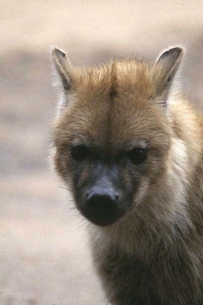 Hyena portrait