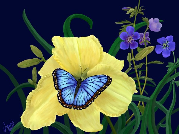 Blue Butterfly Adorning Yellow Daylily