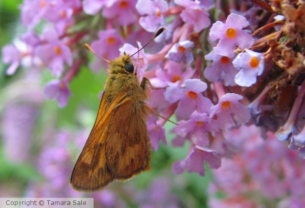 Another Skipper