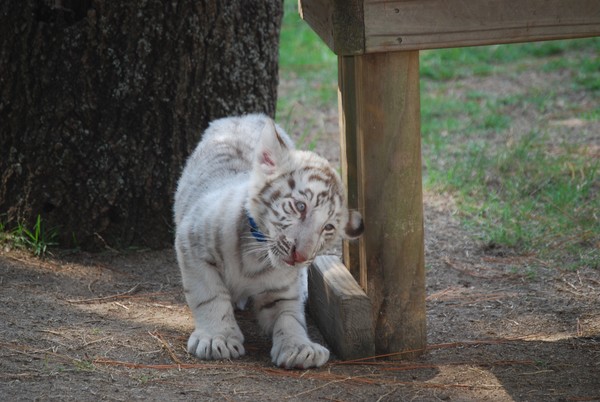 Tiger Cub  Playing