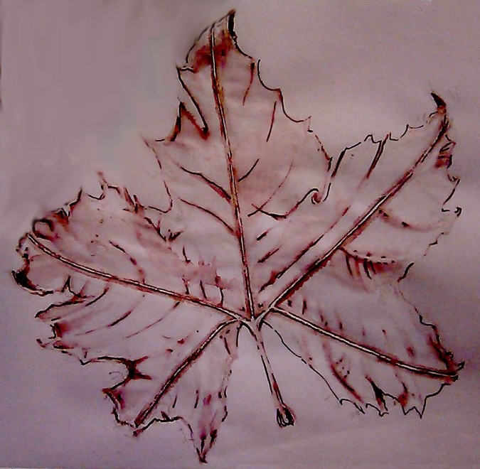 Sycamore Leaf Drawing