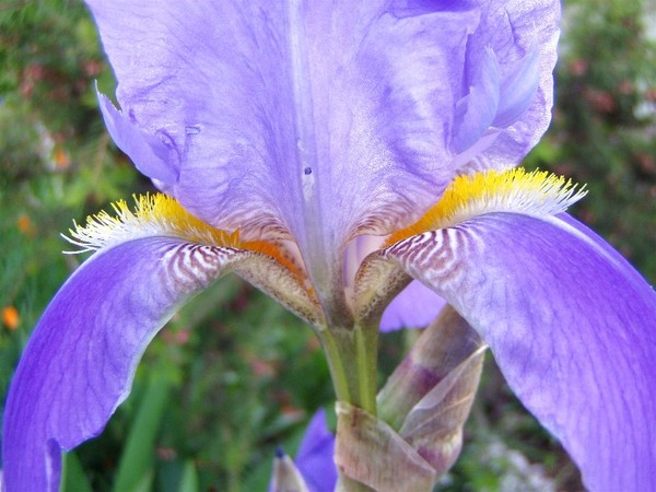 Iris