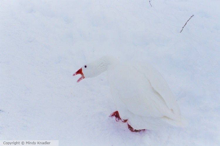 White Goose in the snow