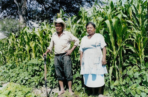 Milpa -Corn Field