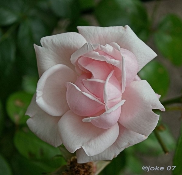 A  rose