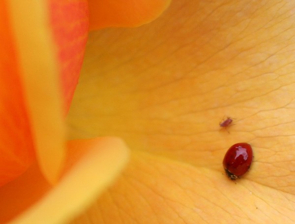 Ladybug and Aphid