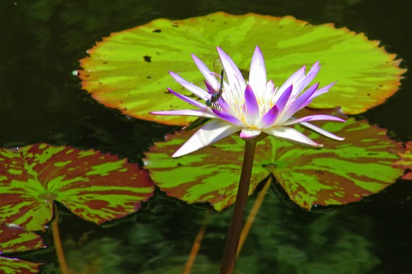 Gibralter Waterlily