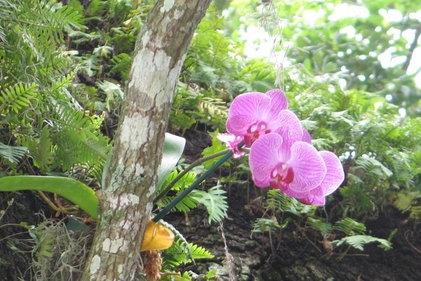 Orchid in tree