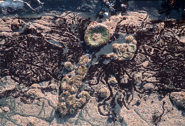 Tidepool Trails