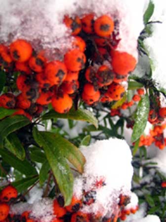 Cherries in winter