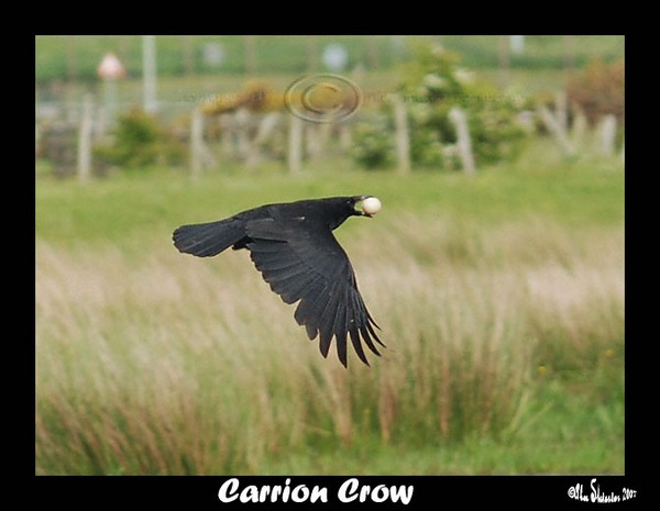 Carrion Crow Stealing an Egg