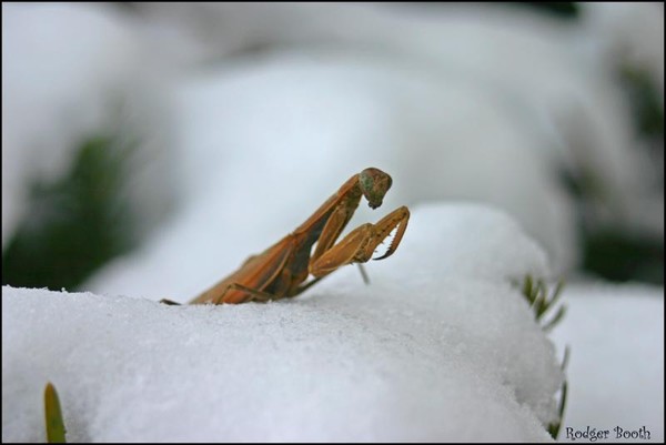 snow mantis