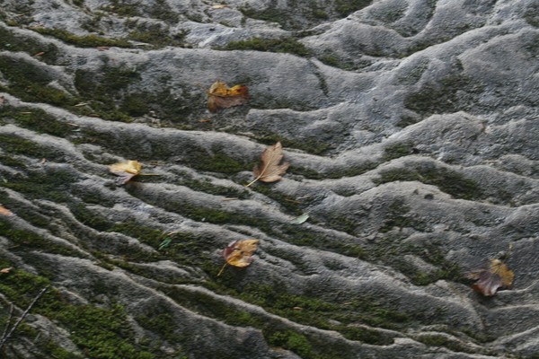 Fallen Beauties