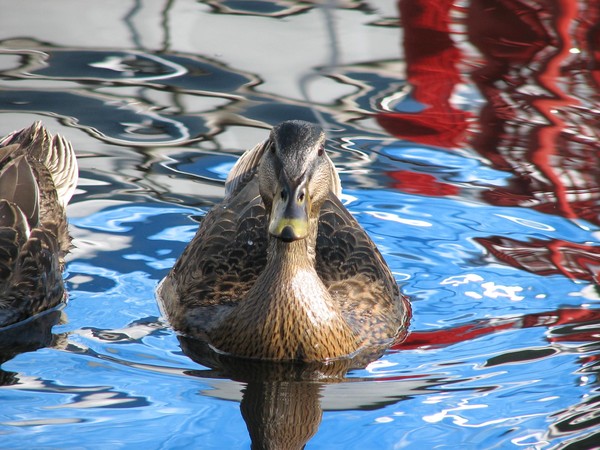 Swimming Mallard