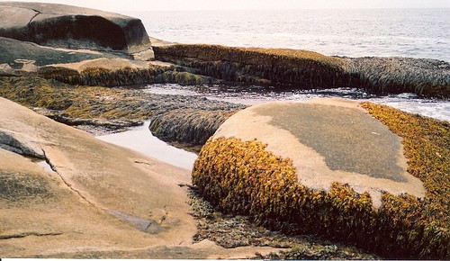 Shoreline at Peggy's Cove