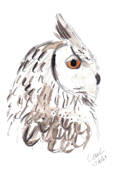 Owl Sketch 1