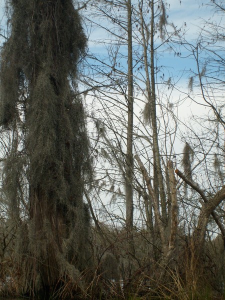 Hanging in the branches