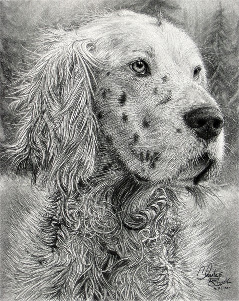 english setter portrait