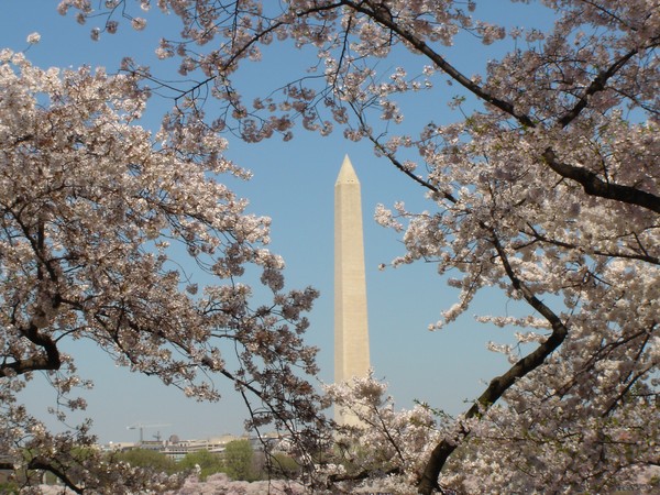 Cherry Blossum DC
