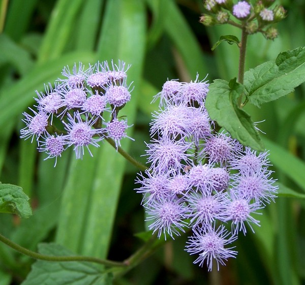 purple flowers