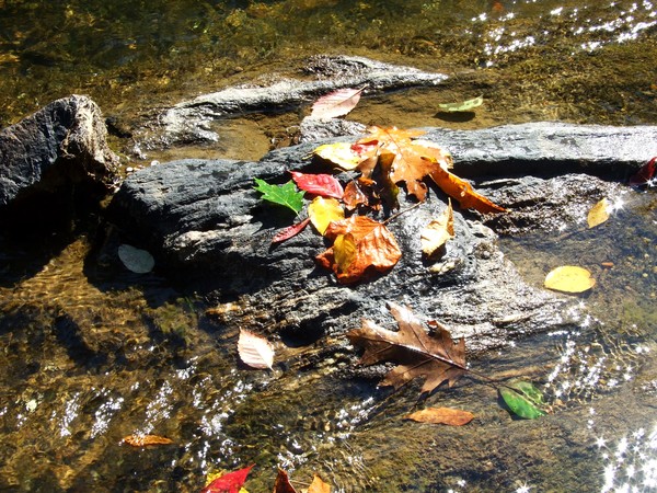 COLORFUL RIVER LEAVES