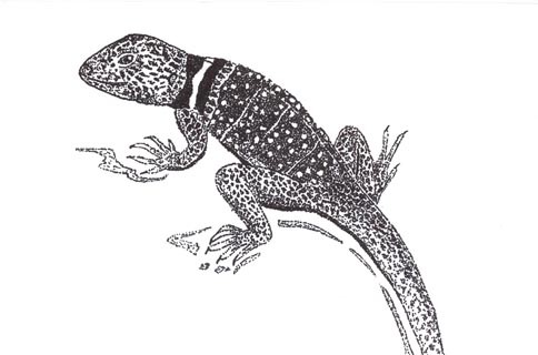 collard lizard