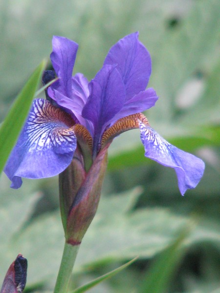blue floras series