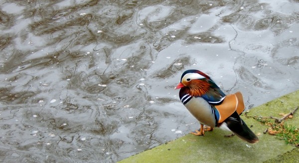 Mandarin Duck