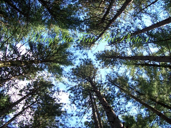 CANOPY OF THE PINES
