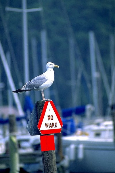 Seagull Resting on Day Marker. 