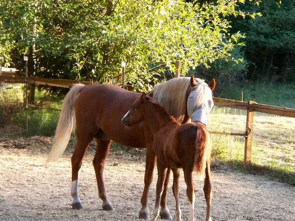 Summer Day In The Pasture