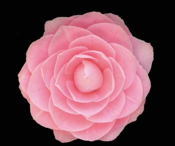 Pink Camellia