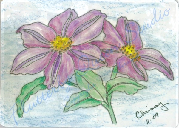 Clematis ACEO watercolor