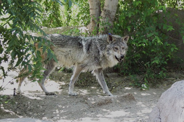 Mexican Gray Wolf Living Desert Palm Springs