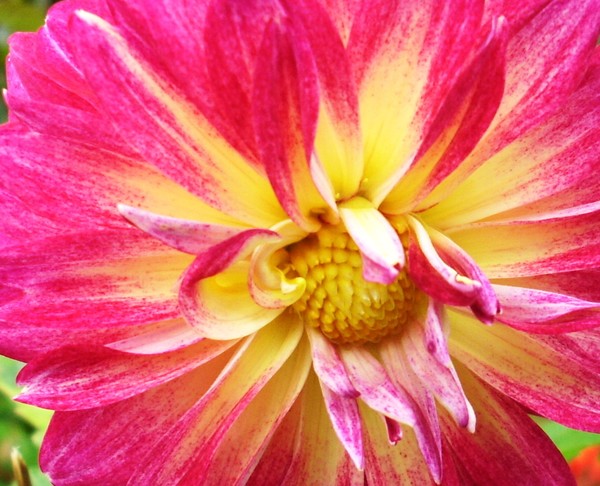 Pink Dahlia flower close up