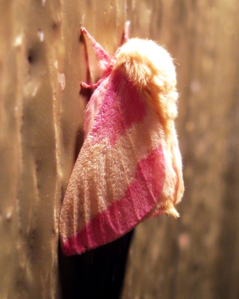 Rosy Maple Moth