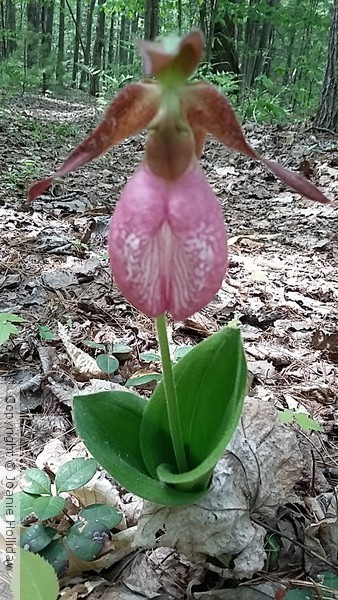 LADY SLIPPER. PHOTO 